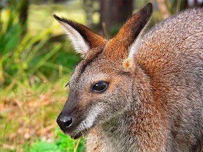 The little kangaroo Lila was born in the Warsaw ZOO